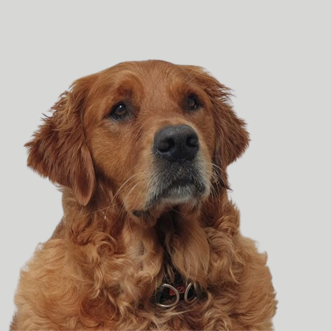 Rusty (1)